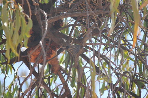 Dusky Myzomela
