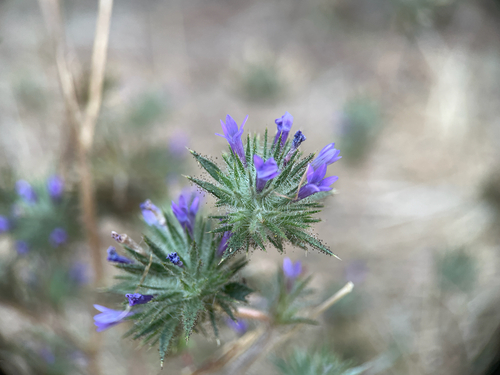 Navarretia squarrosa