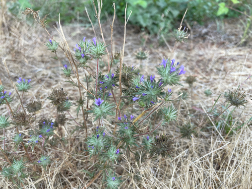 Navarretia squarrosa, photograph 1