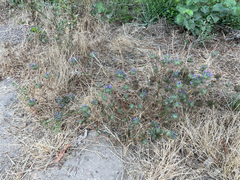 Navarretia squarrosa, photograph author not stated, no rights reserved