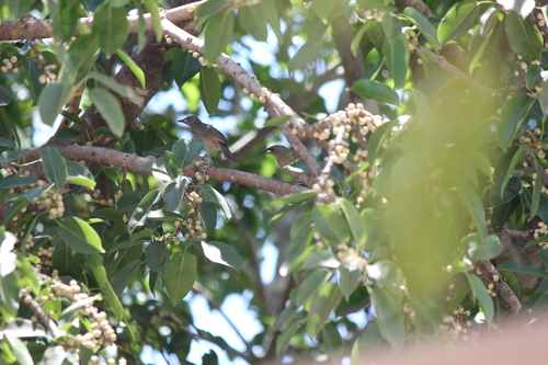 White-gaped Honeyeater