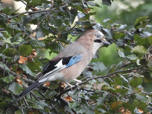 Eurasian Jay