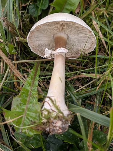 White Dapperling