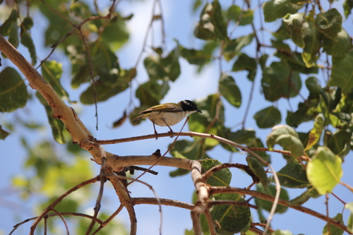 White-throated Honeyeater
