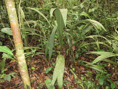 Geonoma macrostachys