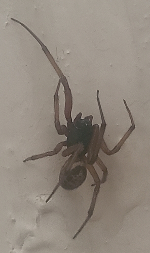 Noble False Widow