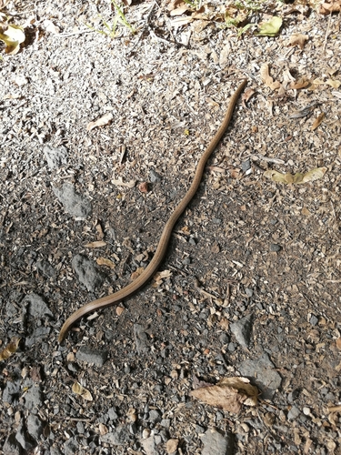 Common Slowworm