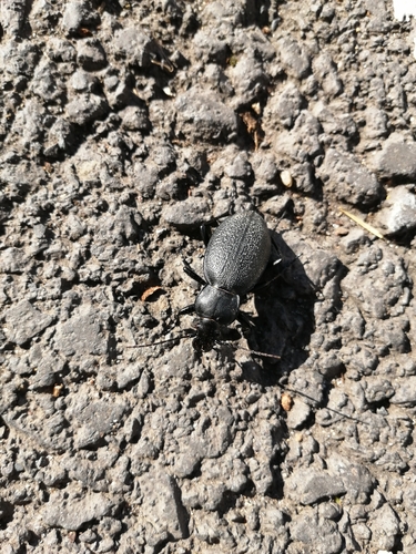 Leather Beetle