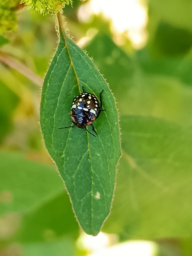 Southern Green Stink Bug