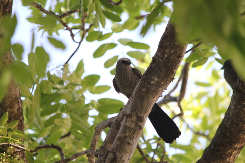Apostlebird