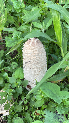 Shaggy Mane