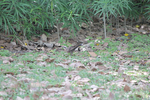 Gray-crowned Babbler