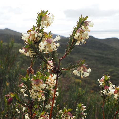 Pimelea linifolia, photograph 1