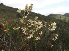 author not stated, no rights reserved Pimelea linifolia, photograph author not stated, no rights reserved