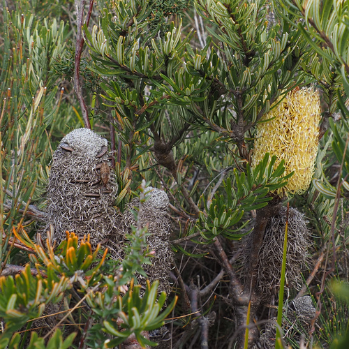 Banksia marginata, photograph 4