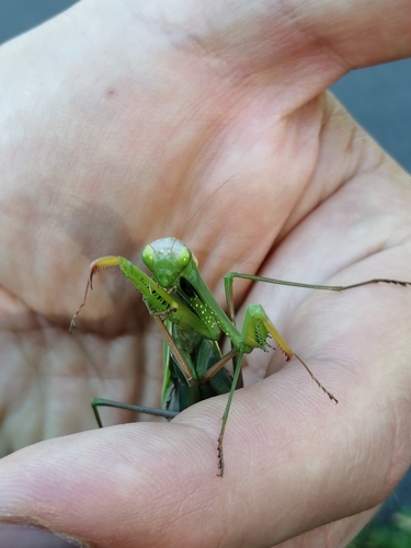 European Mantis