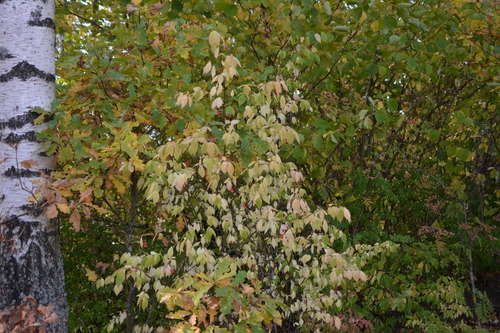 Euonymus verrucosus, photograph 4