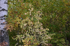 Euonymus verrucosus, photograph author not stated, no rights reserved
