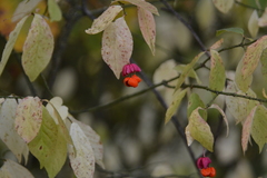 Euonymus verrucosus, photograph author not stated, no rights reserved