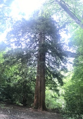 Sequoiadendron giganteum
