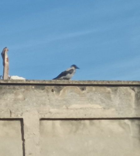 Hooded Crow
