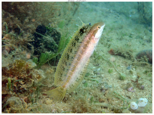 Petroscirtes lupus observed 2026-09-20