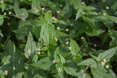 author not stated, no rights reserved Galinsoga parviflora, photograph author not stated, no rights reserved