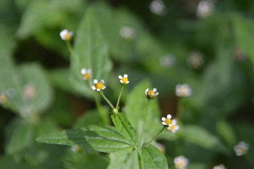 Galinsoga parviflora, photograph 2