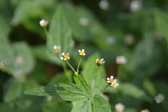 author not stated, no rights reserved Galinsoga parviflora, photograph author not stated, no rights reserved