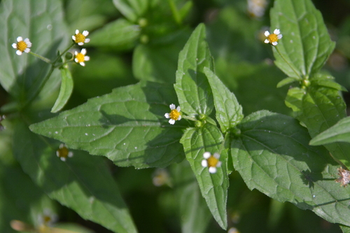 Galinsoga parviflora