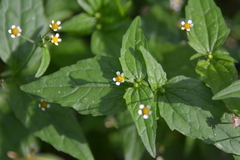 Galinsoga parviflora