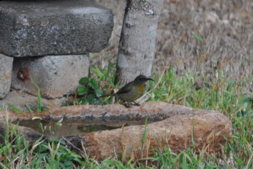iNaturalist image