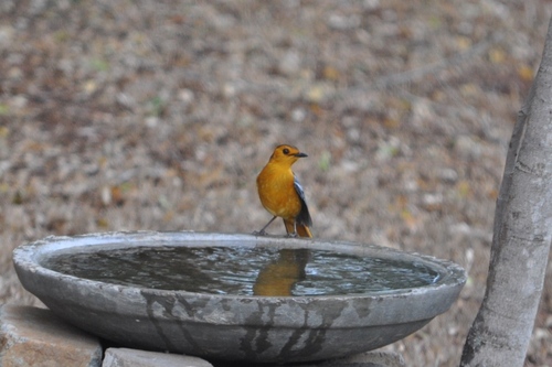 iNaturalist image
