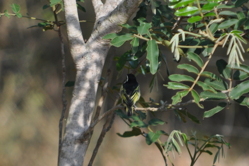 iNaturalist image