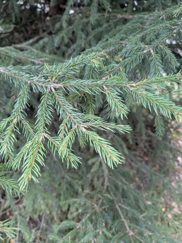 Norway spruce