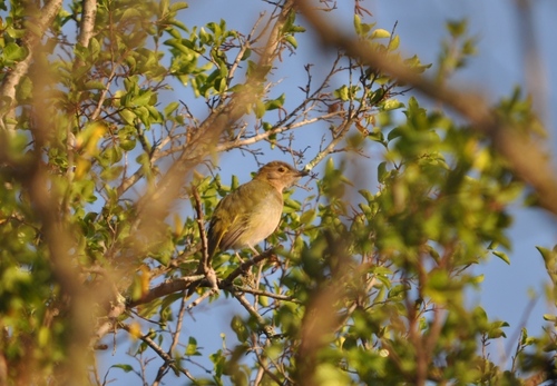 iNaturalist image