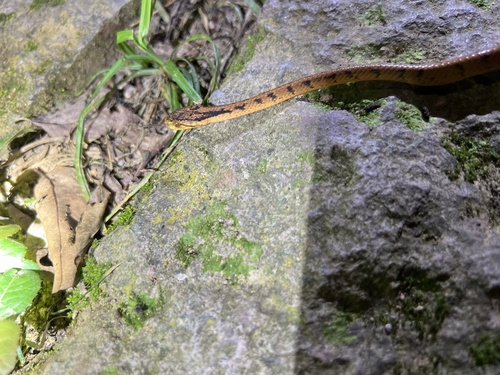 Boulenger's Slug Snake