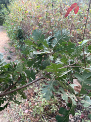 Quercus lobata, photograph author not stated, no rights reserved