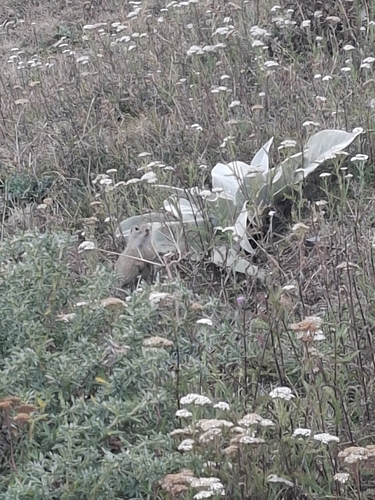 European Ground Squirrel