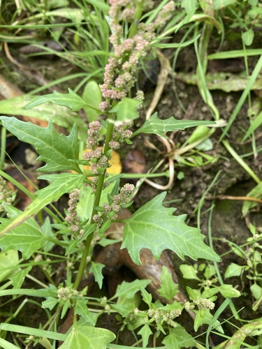 red pigweed
