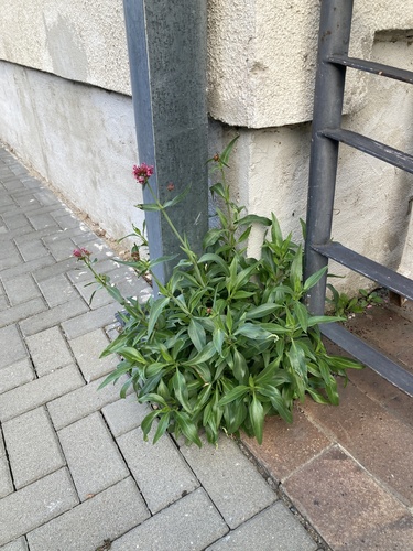 Red Valerian
