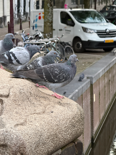 Feral Pigeon