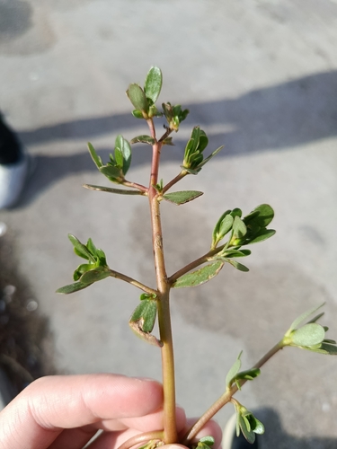 Common Purslane