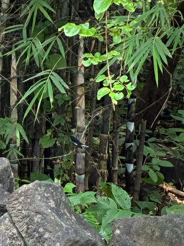 Oriental Magpie-Robin