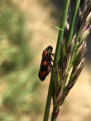 Cercopis vulnerata