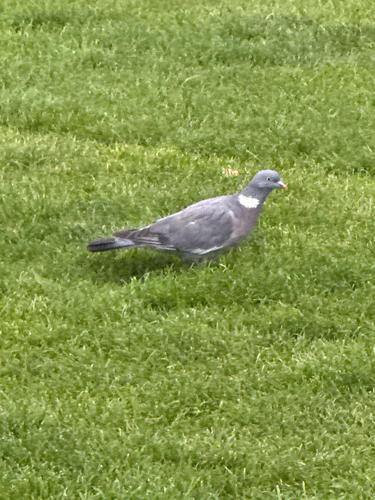 Common Wood-Pigeon