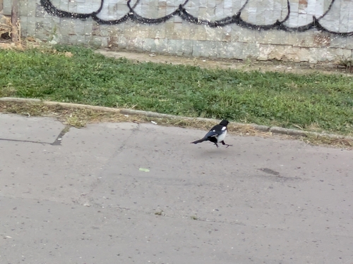 Eurasian Magpie