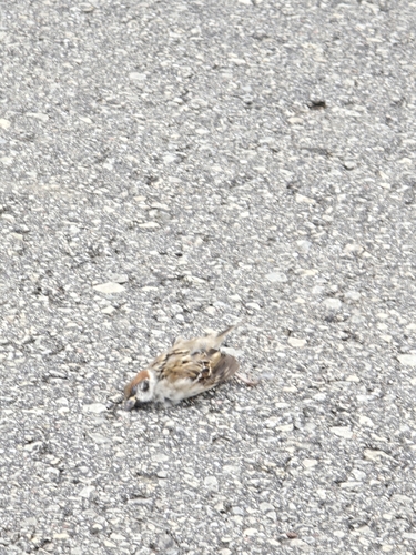 Eurasian Tree Sparrow