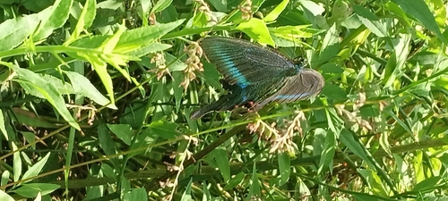 Common Peacock