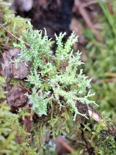 many-forked cladonia